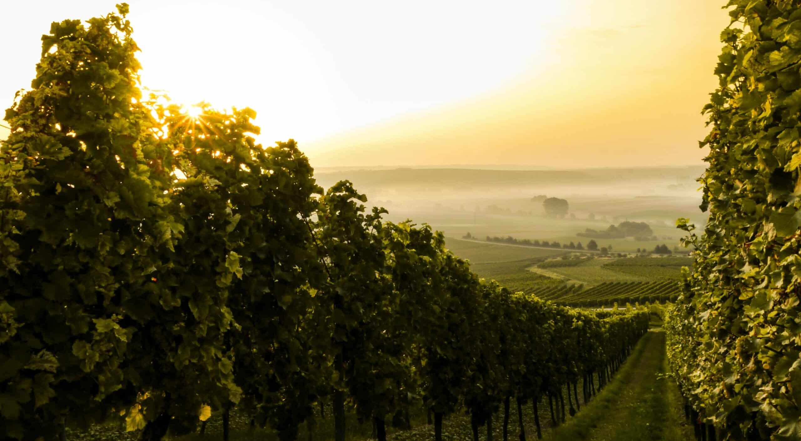 The world's most impressive wineries - Insignia