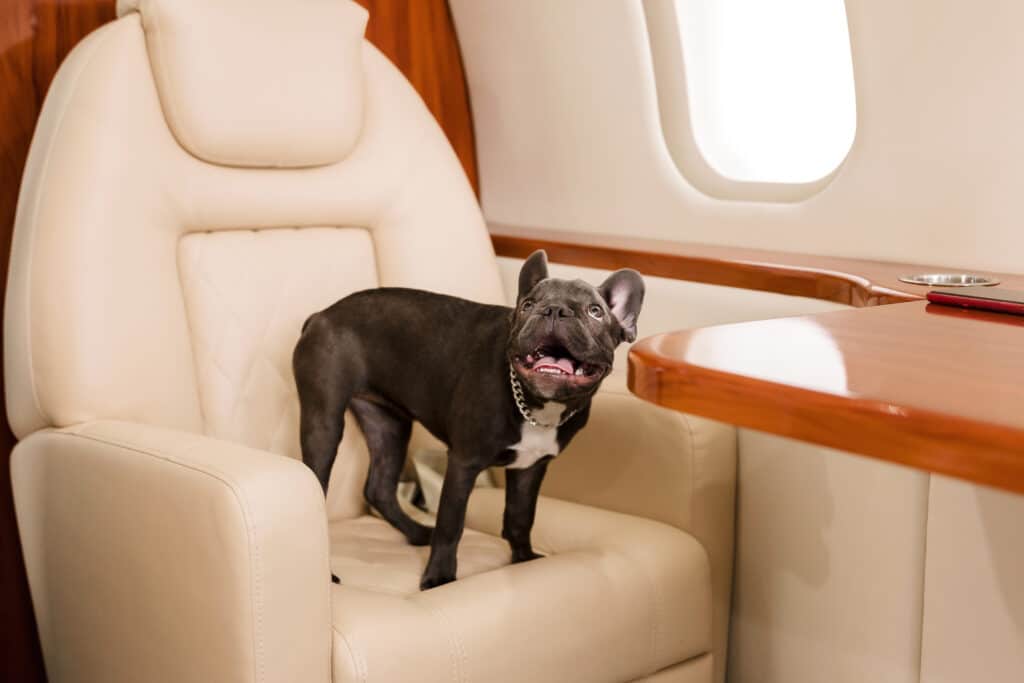 Private Jets and Paws: Pamper Your Fluffy Companions with Insignia Jets